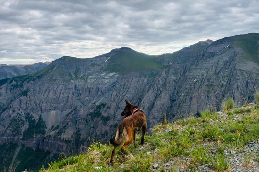 The Best Dog-Friendly Adventures in Telluride